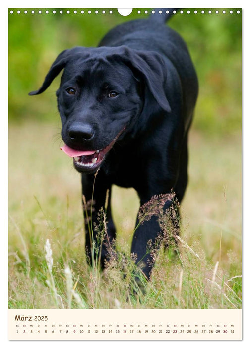 Labrador Retriever (CALVENDO Wandkalender 2025)