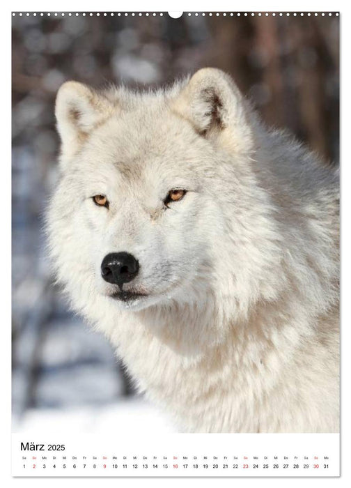 Wolf-Gesichter (CALVENDO Wandkalender 2025)
