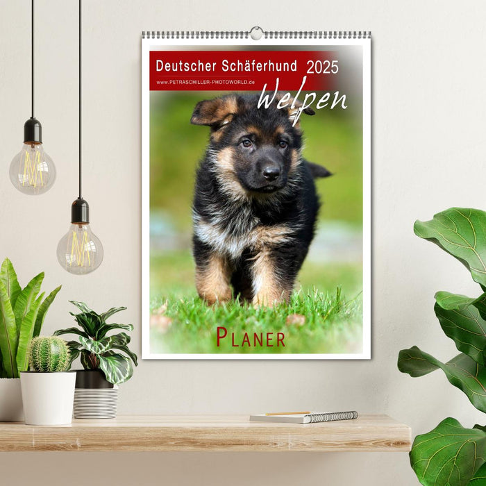 Deutscher Schäferhund - Welpen, Planer (CALVENDO Wandkalender 2025)