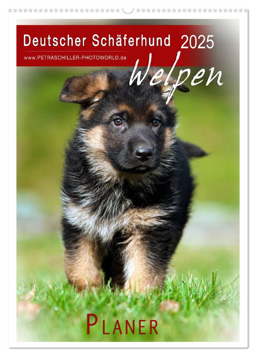 Deutscher Schäferhund - Welpen, Planer (CALVENDO Wandkalender 2025)