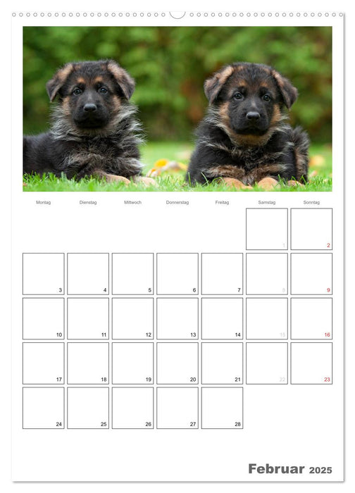 Deutscher Schäferhund - Welpen, Planer (CALVENDO Wandkalender 2025)