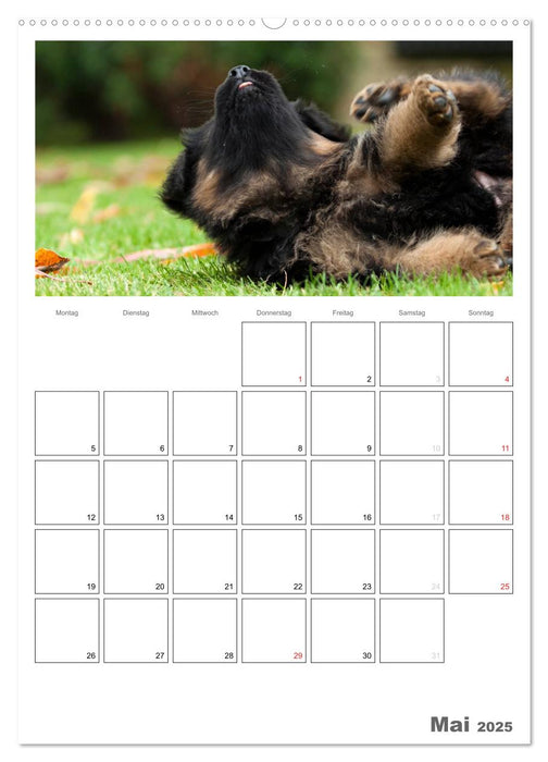 Deutscher Schäferhund - Welpen, Planer (CALVENDO Wandkalender 2025)