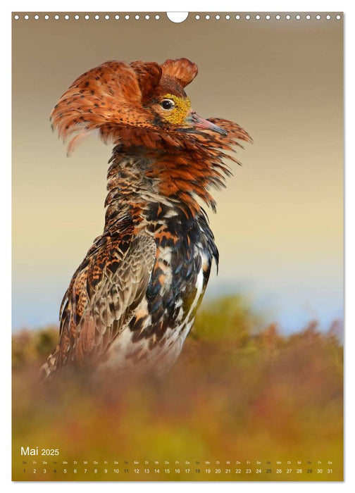 Magie des Augenblicks - Vogelgesichter - auf Augenhöhe mit den Gefiederten (CALVENDO Wandkalender 2025)