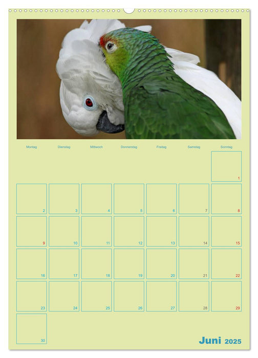 Vogelfreundschaften / Planer (CALVENDO Wandkalender 2025)