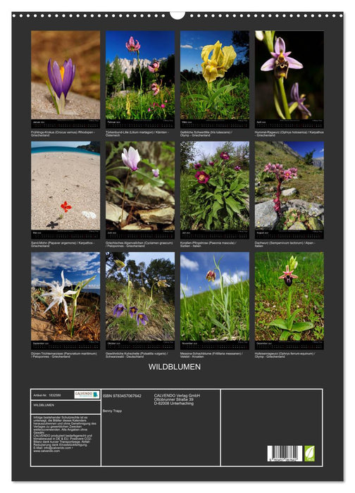 WILDBLUMEN (CALVENDO Wandkalender 2025)