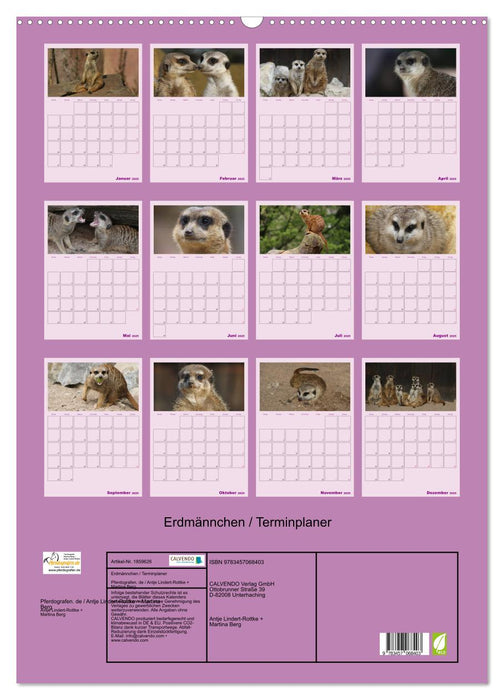 Erdmännchen / Terminplaner (CALVENDO Wandkalender 2025)