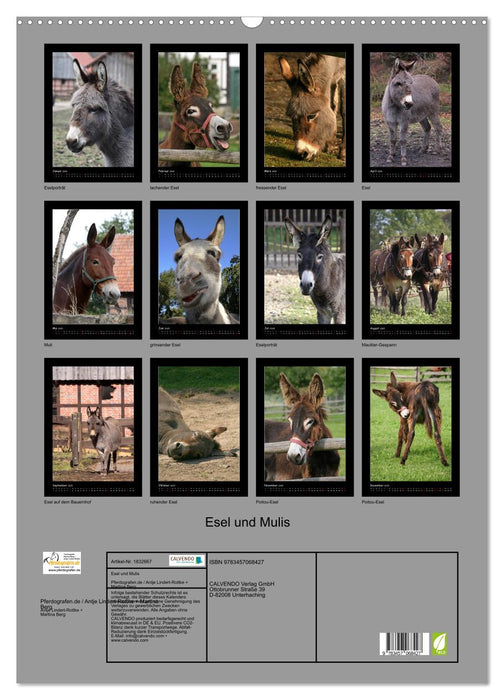 Esel und Mulis (CALVENDO Wandkalender 2025)