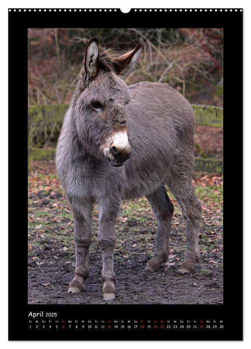 Esel und Mulis (CALVENDO Wandkalender 2025)