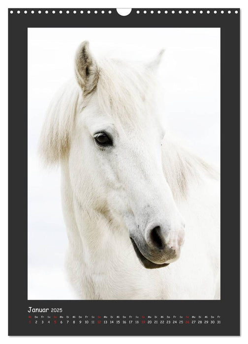 Ponyporträts (CALVENDO Wandkalender 2025)