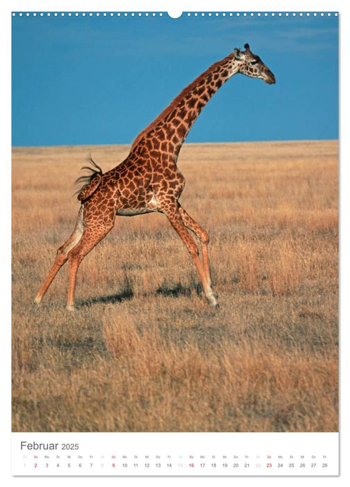 Magie des Augenblicks - Giraffen - Riesen der Savanne (CALVENDO Wandkalender 2025)