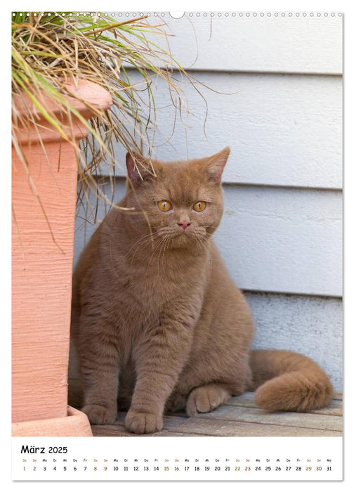 bezaubernde Britisch Kurzhaar Katzen (CALVENDO Premium Wandkalender 2025)