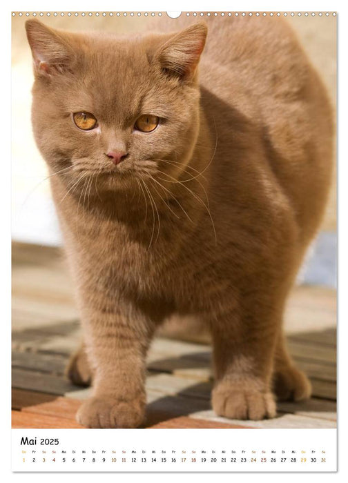 bezaubernde Britisch Kurzhaar Katzen (CALVENDO Premium Wandkalender 2025)