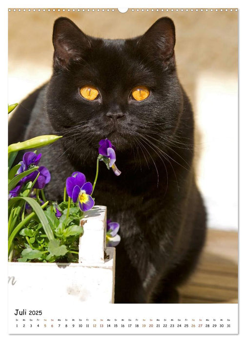 bezaubernde Britisch Kurzhaar Katzen (CALVENDO Premium Wandkalender 2025)