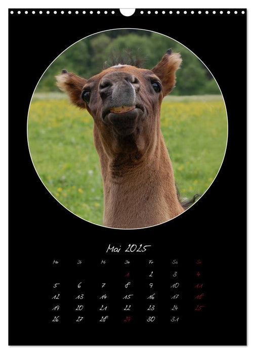 Crazy horses (CALVENDO Wandkalender 2025)