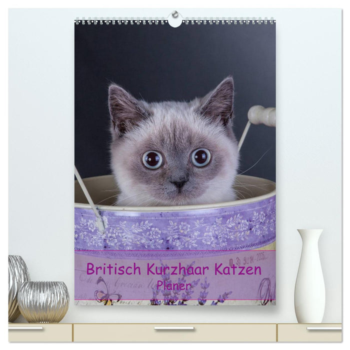 Britisch Kurzhaar Katzen - Planer (CALVENDO Premium Wandkalender 2025)