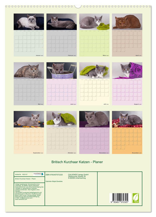 Britisch Kurzhaar Katzen - Planer (CALVENDO Premium Wandkalender 2025)