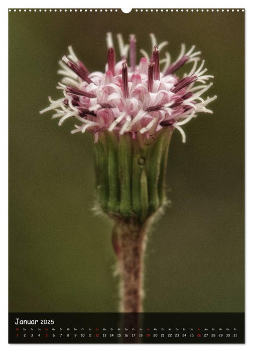 Alpenblumen 2025 (CALVENDO Premium Wandkalender 2025)