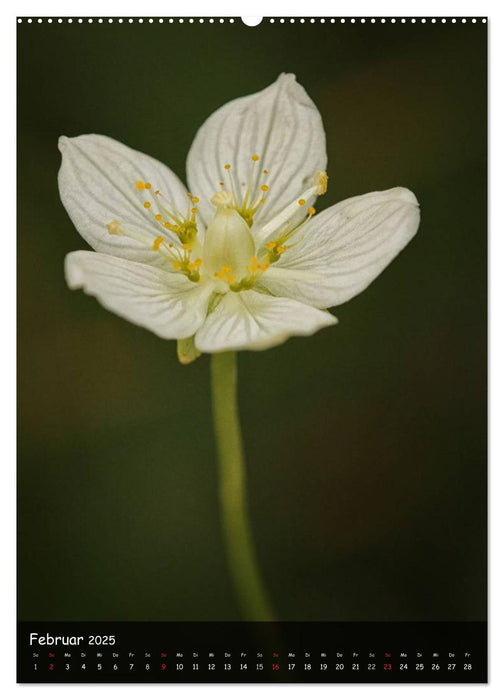 Alpenblumen 2025 (CALVENDO Premium Wandkalender 2025)