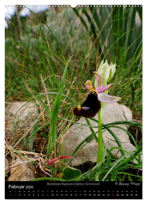 Orchideen in Südeuropa (CALVENDO Premium Wandkalender 2025)