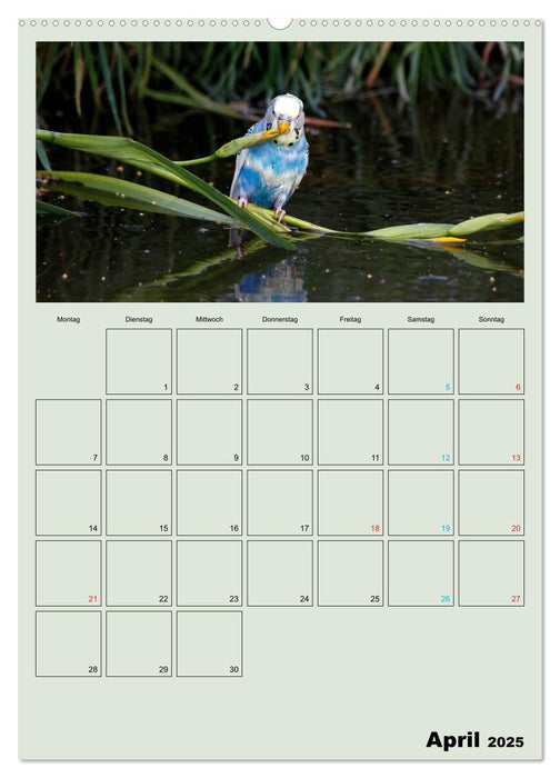 Wellensittiche Terminplaner (CALVENDO Premium Wandkalender 2025)