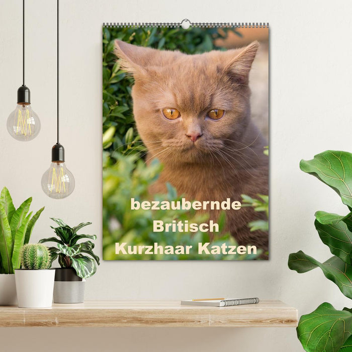 bezaubernde Britisch Kurzhaar Katzen (CALVENDO Wandkalender 2025)