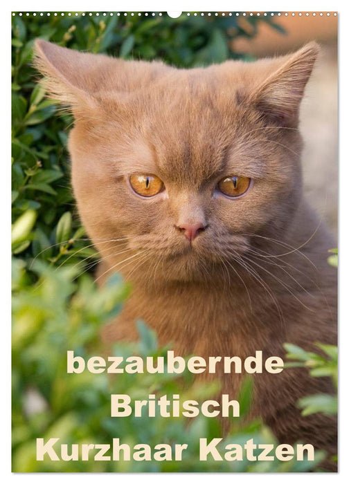 bezaubernde Britisch Kurzhaar Katzen (CALVENDO Wandkalender 2025)