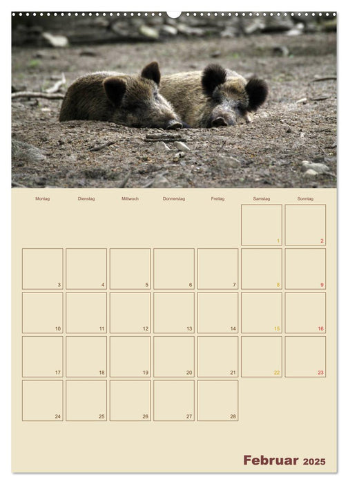 Wildschweine (CALVENDO Premium Wandkalender 2025)