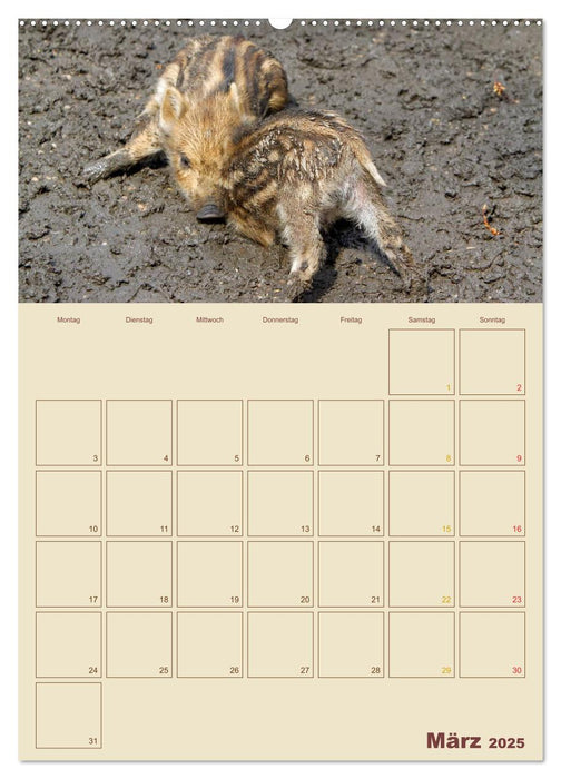 Wildschweine (CALVENDO Premium Wandkalender 2025)