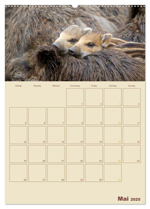 Wildschweine (CALVENDO Premium Wandkalender 2025)