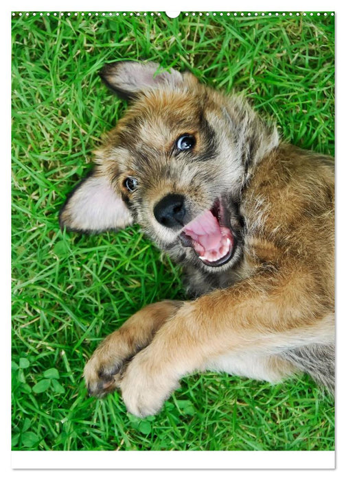 Hundewelpen (CALVENDO Premium Wandkalender 2025)