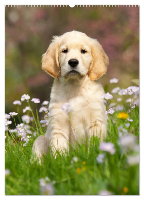 Hundewelpen (CALVENDO Premium Wandkalender 2025)