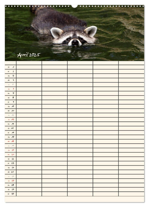 Waschbären Familienplaner (CALVENDO Premium Wandkalender 2025)
