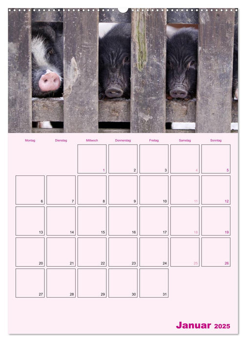 Schweinischer Terminplaner (CALVENDO Premium Wandkalender 2025)