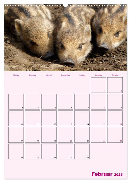 Schweinischer Terminplaner (CALVENDO Premium Wandkalender 2025)