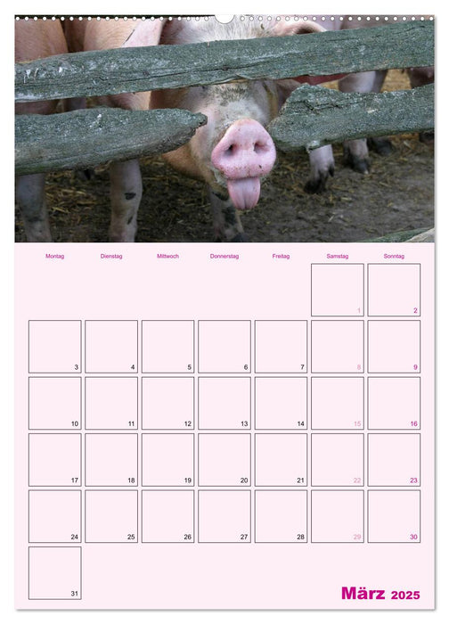 Schweinischer Terminplaner (CALVENDO Premium Wandkalender 2025)