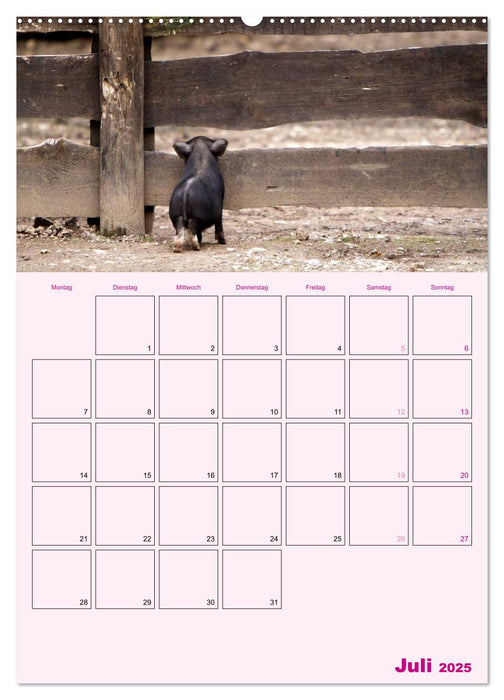 Schweinischer Terminplaner (CALVENDO Premium Wandkalender 2025)