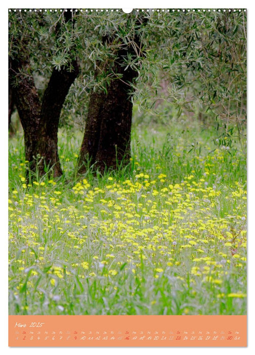 Provence Idyllen (CALVENDO Wandkalender 2025)
