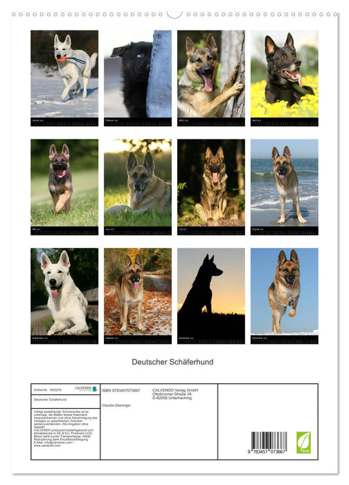 Deutscher Schäferhund (CALVENDO Premium Wandkalender 2025)