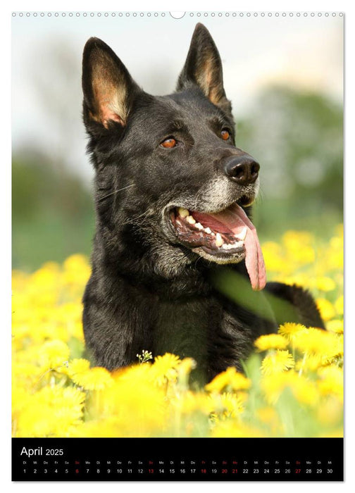 Deutscher Schäferhund (CALVENDO Premium Wandkalender 2025)