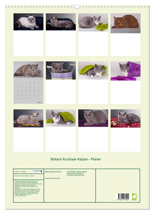 Britisch Kurzhaar Katzen - Planer (CALVENDO Wandkalender 2025)