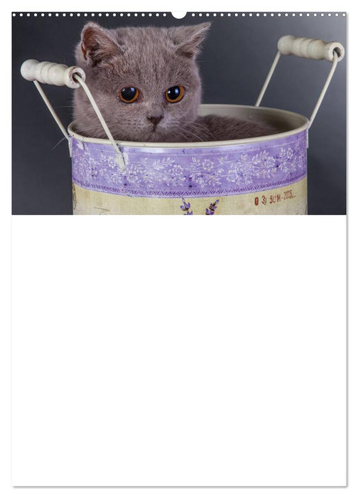 Britisch Kurzhaar Katzen - Planer (CALVENDO Wandkalender 2025)