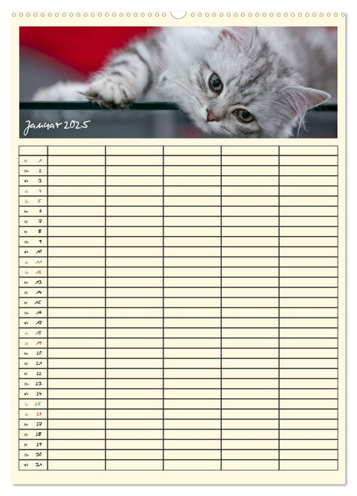 Zauberhafte Katzen - Familienplaner (CALVENDO Premium Wandkalender 2025)