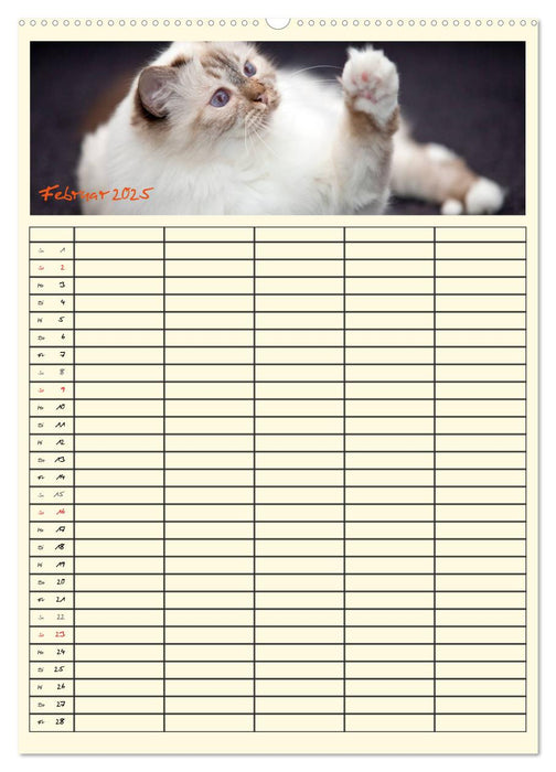 Zauberhafte Katzen - Familienplaner (CALVENDO Premium Wandkalender 2025)