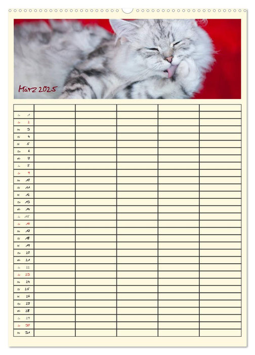 Zauberhafte Katzen - Familienplaner (CALVENDO Premium Wandkalender 2025)