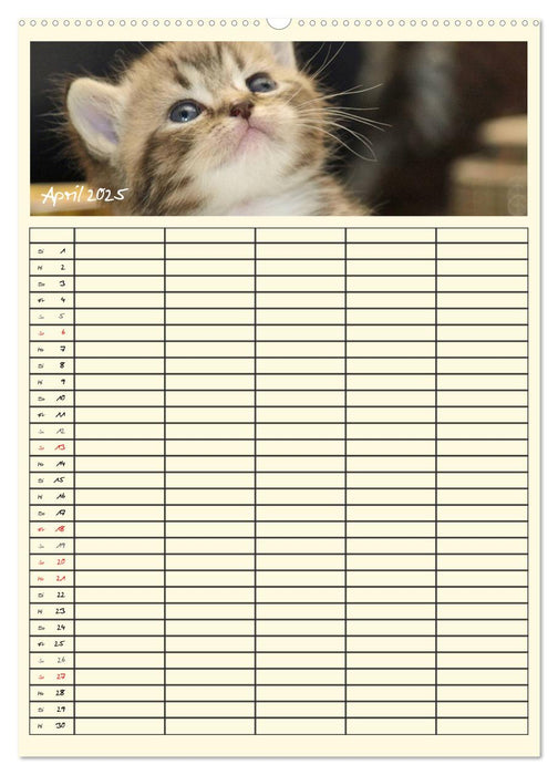 Zauberhafte Katzen - Familienplaner (CALVENDO Premium Wandkalender 2025)