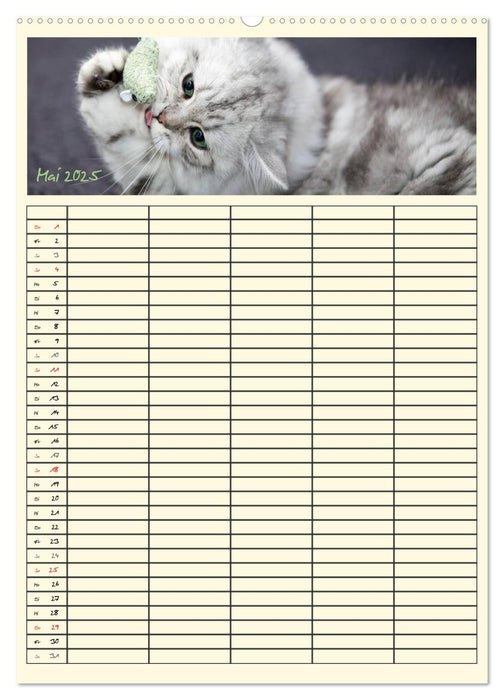 Zauberhafte Katzen - Familienplaner (CALVENDO Premium Wandkalender 2025)