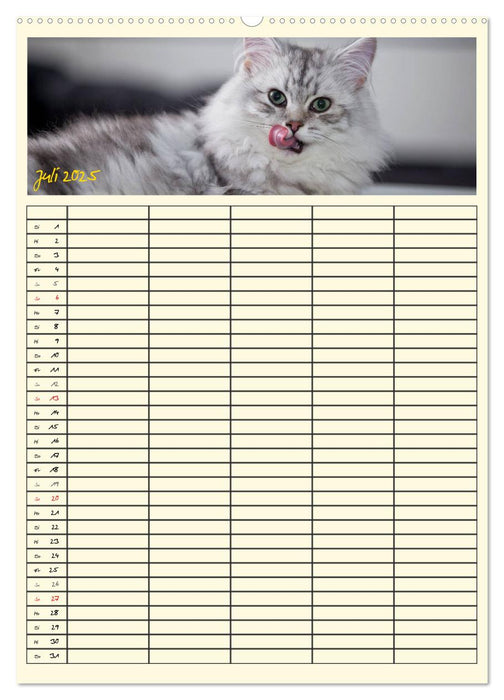 Zauberhafte Katzen - Familienplaner (CALVENDO Premium Wandkalender 2025)