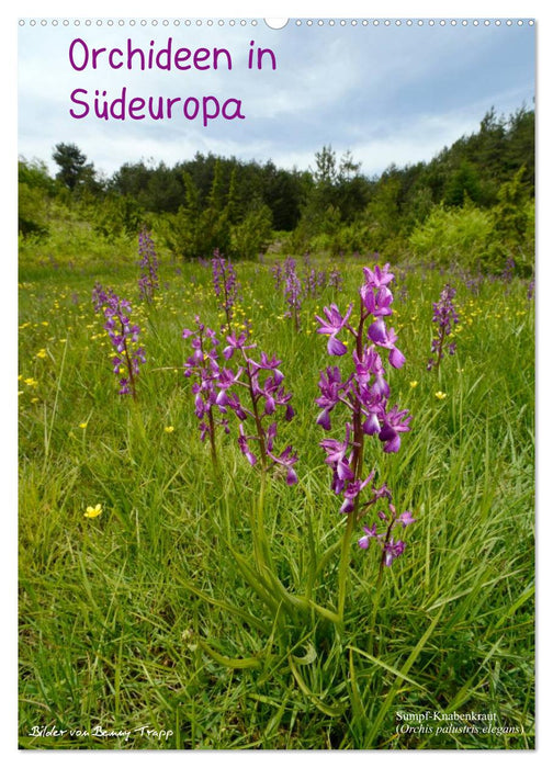 Orchideen in Südeuropa (CALVENDO Wandkalender 2025)