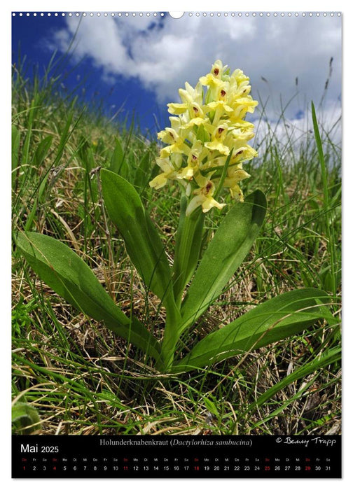 Orchideen in Südeuropa (CALVENDO Wandkalender 2025)