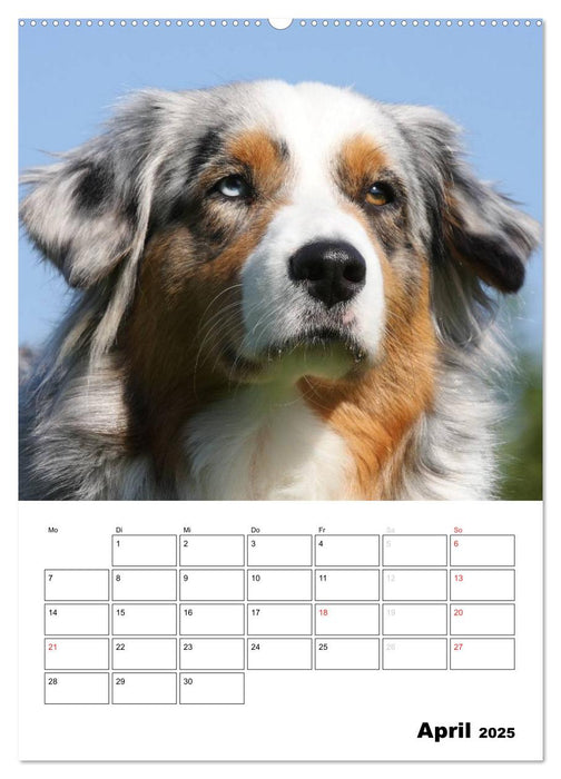 Australian Shepherd (CALVENDO Premium Wandkalender 2025)